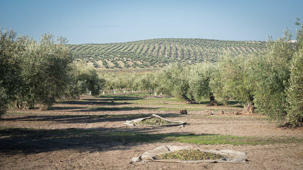 comprar-aove-cooperativa Olivar tradicional de Porcuna