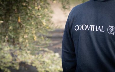 Vendemos aceite de Jaén online: calidad directa desde la cooperativa